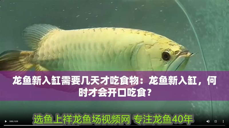 龍魚新入缸需要幾天才吃食物：龍魚新入缸，何時才會開口吃食？