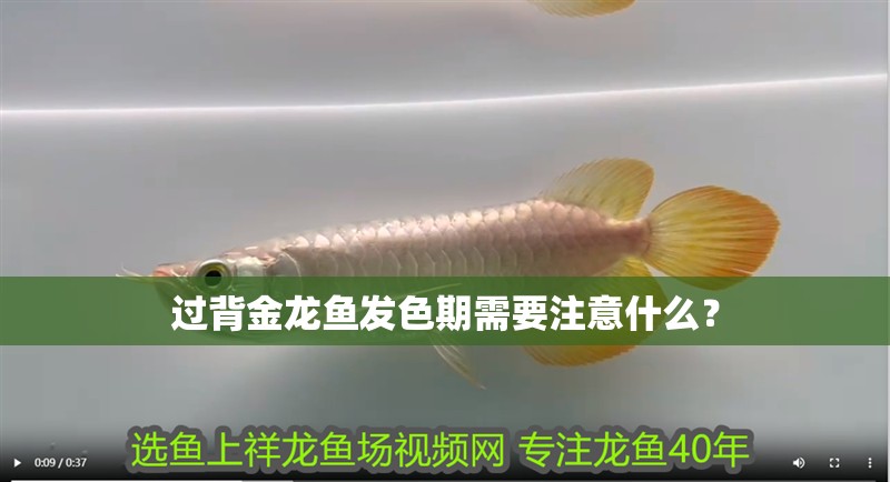 過背金龍魚發(fā)色期需要注意什么？