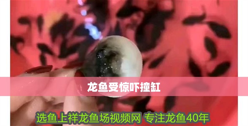 龍魚受驚嚇撞缸