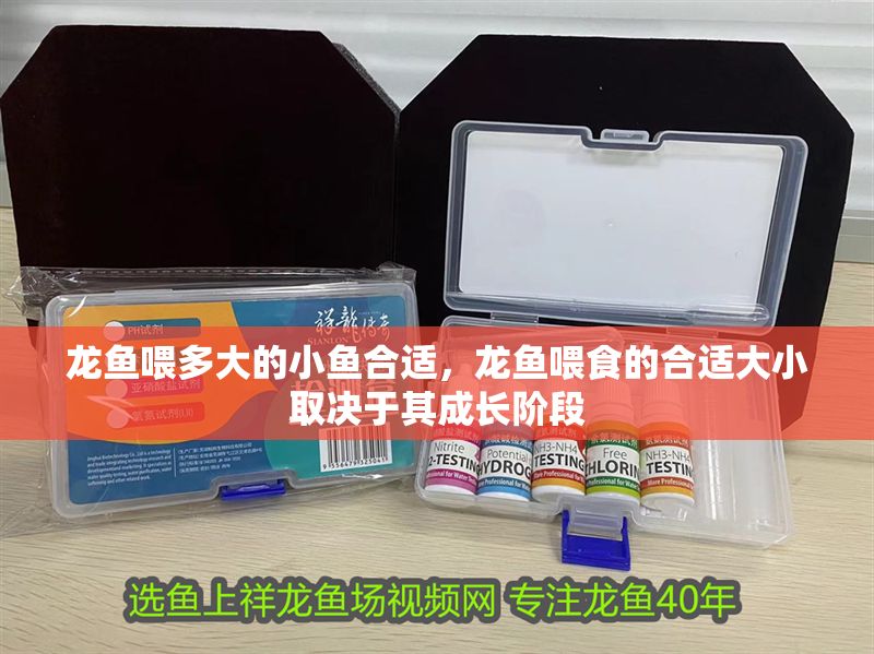龍魚喂多大的小魚合適，龍魚喂食的合適大小取決于其成長階段
