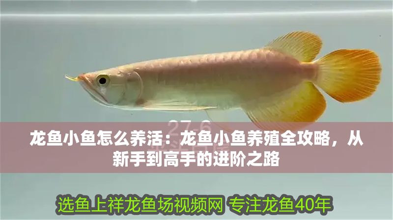 龍魚小魚怎么養(yǎng)活：龍魚小魚養(yǎng)殖全攻略，從新手到高手的進(jìn)階之路