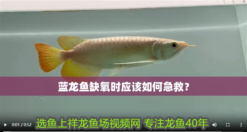 藍龍魚缺氧時應該如何急救？