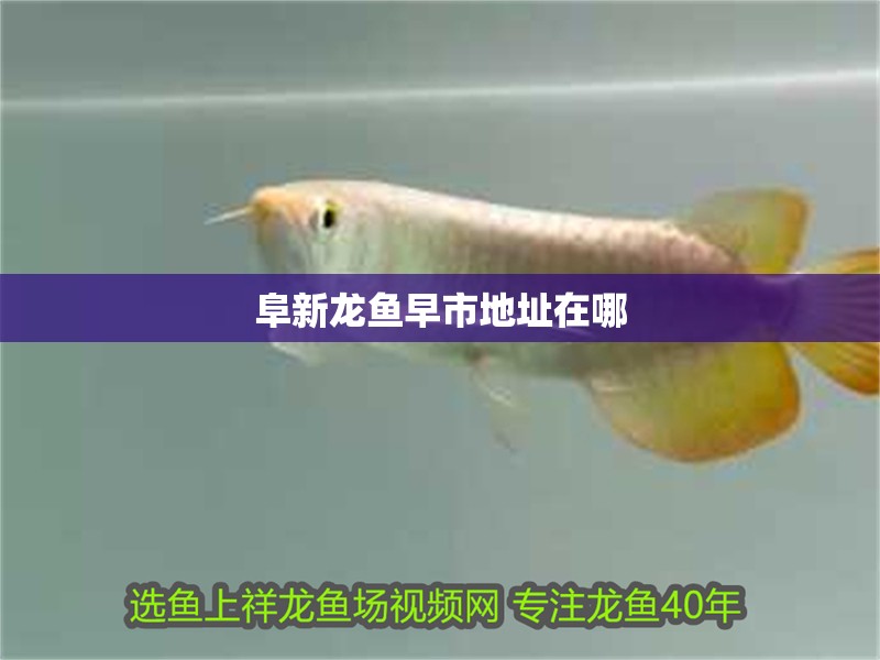 阜新龍魚早市地址在哪