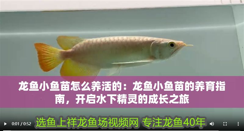 龍魚小魚苗怎么養活的：龍魚小魚苗的養育指南，開啟水下精靈的成長之旅