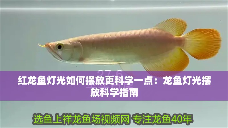 紅龍魚燈光如何擺放更科學一點：龍魚燈光擺放科學指南