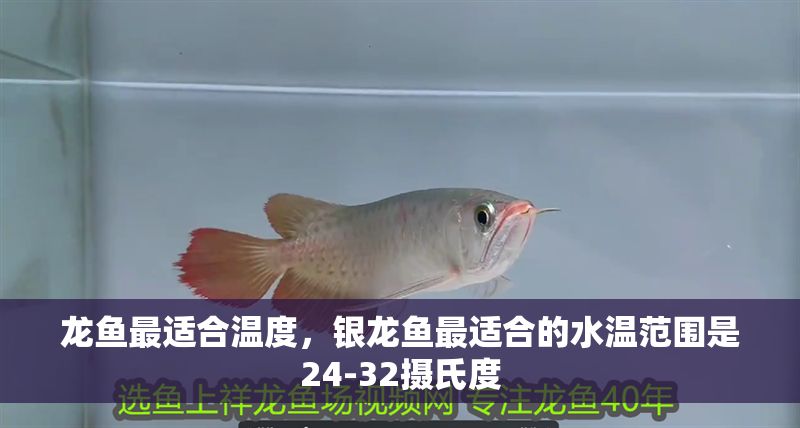龍魚最適合溫度，銀龍魚最適合的水溫范圍是24-32攝氏度