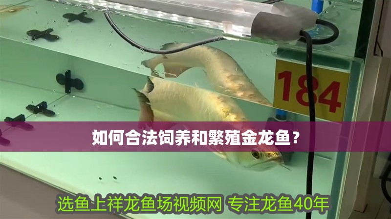 如何合法飼養和繁殖金龍魚？