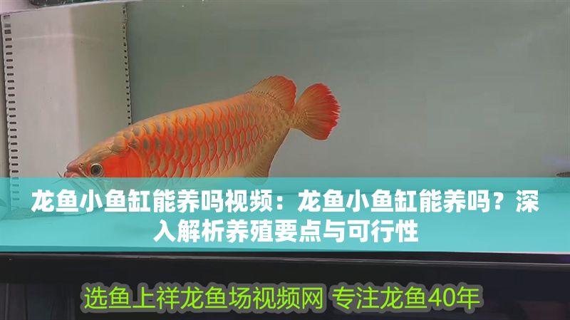 龍魚小魚缸能養嗎視頻：龍魚小魚缸能養嗎？深入解析養殖要點與可行性