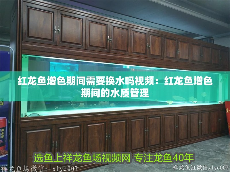 紅龍魚增色期間需要換水嗎視頻：紅龍魚增色期間的水質管理