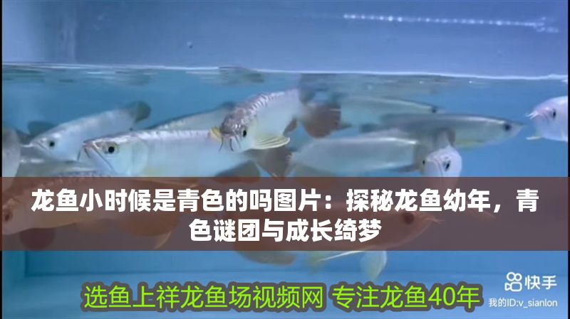 龍魚小時候是青色的嗎圖片：探秘龍魚幼年，青色謎團與成長綺夢