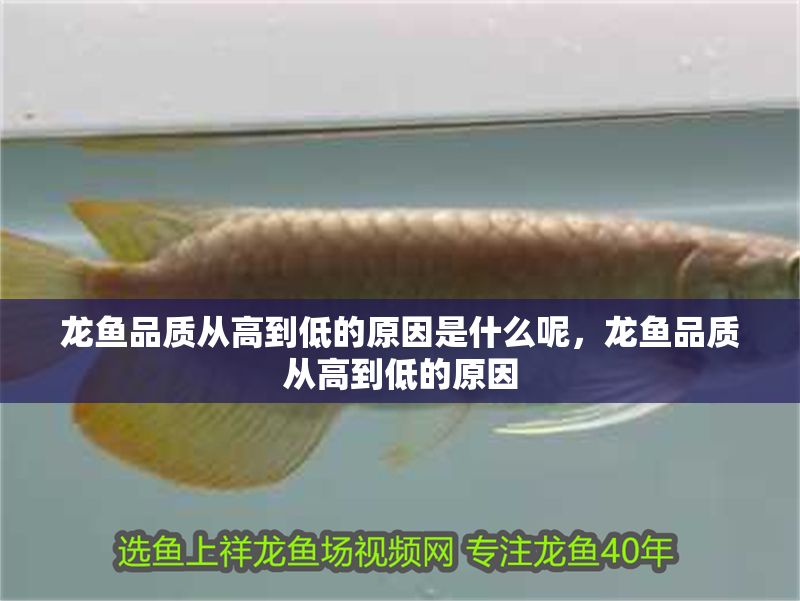 龍魚品質(zhì)從高到低的原因是什么呢，龍魚品質(zhì)從高到低的原因