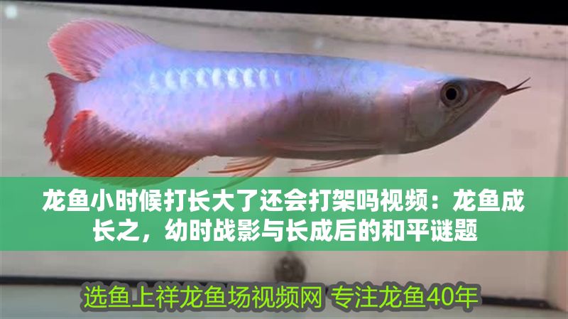 龍魚(yú)小時(shí)候打長(zhǎng)大了還會(huì)打架嗎視頻：龍魚(yú)成長(zhǎng)之，幼時(shí)戰(zhàn)影與長(zhǎng)成后的<strong><mark>和平</mark></strong>謎題