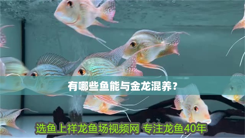 有哪些魚能與金龍混養？