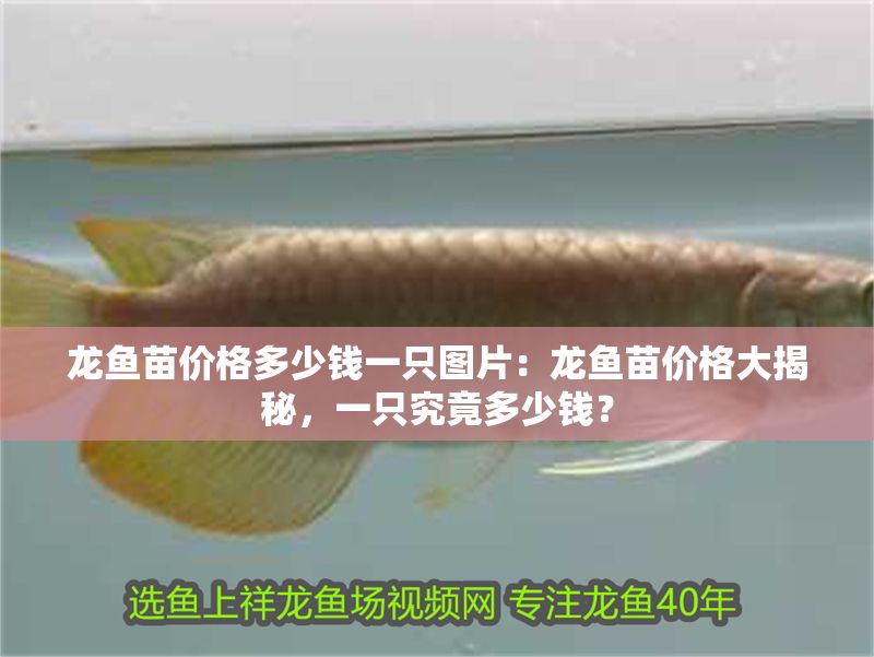 龍魚苗價格多少錢一只圖片：龍魚苗價格大揭秘，一只究竟多少錢？