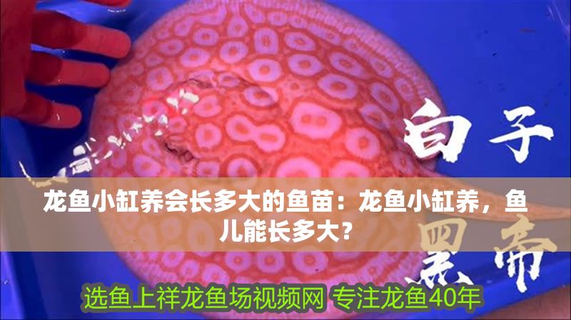 龍魚小缸養會長多大的魚苗：龍魚小缸養，魚兒能長多大？