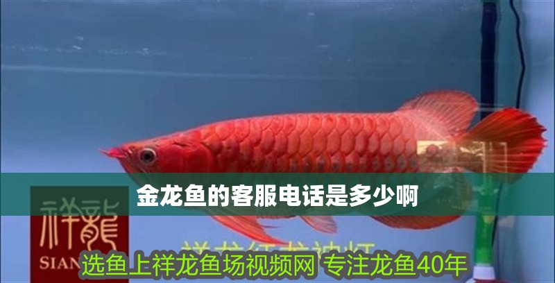 金龍魚(yú)的客服電話是多少啊