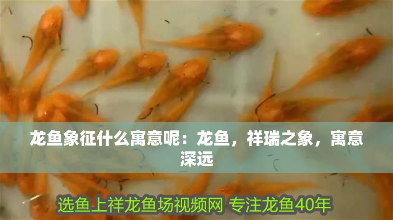 龍魚象征什么寓意呢：龍魚，祥瑞之象，寓意深遠(yuǎn)