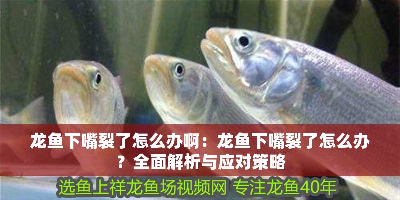 龍魚下嘴裂了怎么辦啊:龍魚下嘴裂了怎么辦?全面解析與應(yīng)對策略 龍魚百科 第1張 龍魚下嘴裂了怎么辦啊:龍魚下嘴裂了怎么辦?全面解析與應(yīng)對策略 龍魚下嘴裂了怎么辦啊:龍魚下嘴裂了怎么辦?全面解析與應(yīng)對策略 龍魚百科 第1張