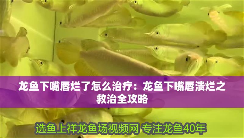 龍魚下嘴唇爛了怎么治療：龍魚下嘴唇潰爛之救治全攻略