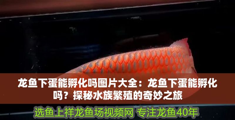 龍魚下蛋能孵化嗎圖片大全：龍魚下蛋能孵化嗎？探秘水族繁殖的奇妙之旅