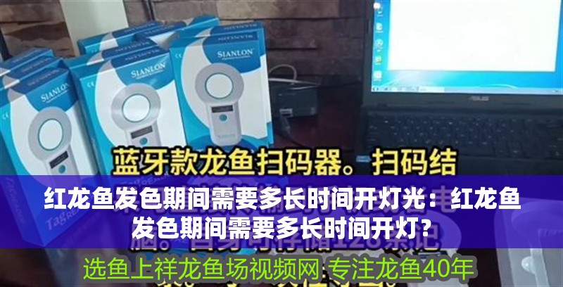 紅龍魚發色期間需要多長時間開燈光：紅龍魚發色期間需要多長時間開燈？