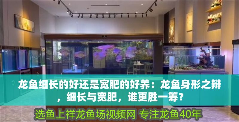 龍魚細長的好還是寬肥的好養：龍魚身形之辯，細長與寬肥，誰更勝一籌？