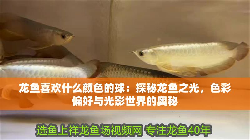 龍魚喜歡什么顏色的球：探秘龍魚之光，色彩偏好與光影世界的奧秘