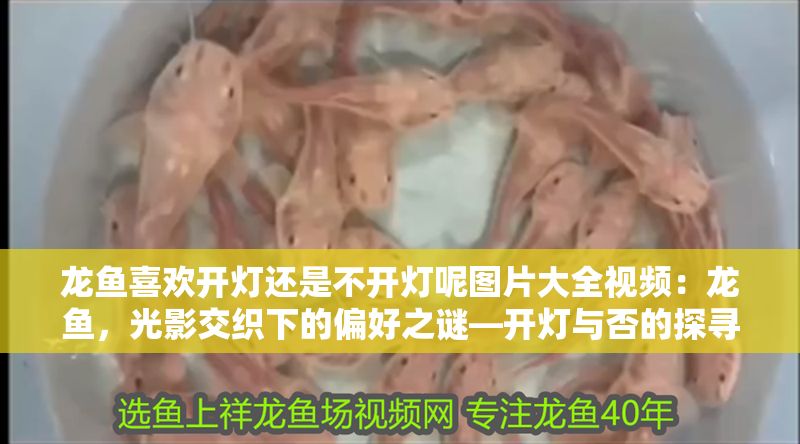龍魚喜歡開燈還是不開燈呢圖片大全視頻：龍魚，光影交織下的偏好之謎—開燈與否的探尋與圖片背后的奧秘