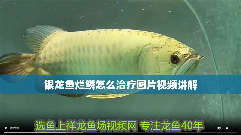 銀龍魚爛鱗怎么治療圖片視頻講解