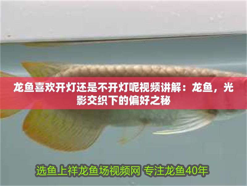 龍魚喜歡開燈還是不開燈呢視頻講解：龍魚，光影交織下的偏好之秘