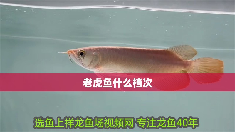 老虎魚什么檔次