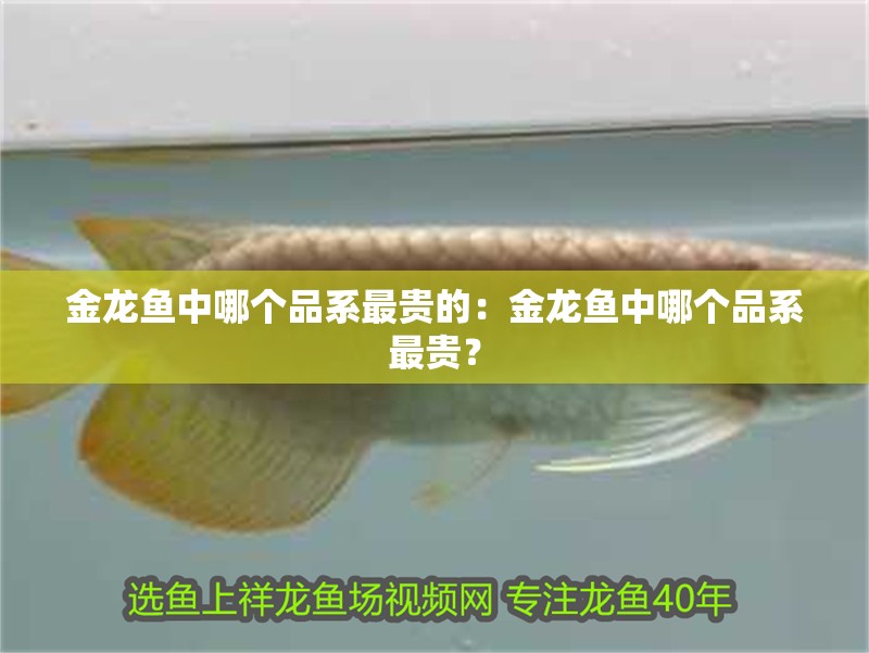 金龍魚(yú)中哪個(gè)品系最貴的：金龍魚(yú)中哪個(gè)品系最貴？