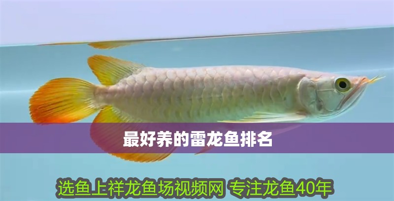 最好養(yǎng)的雷龍魚排名