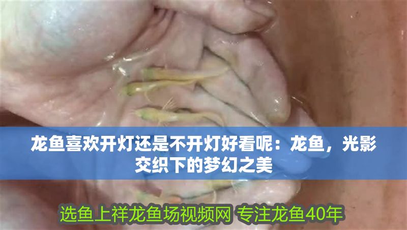 龍魚喜歡開燈還是不開燈好看呢：龍魚，光影交織下的夢幻之美