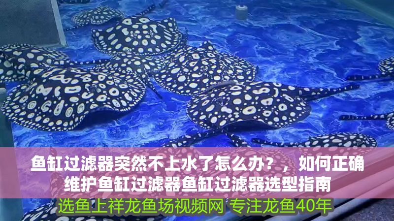 魚缸過濾器突然不上水了怎么辦？，如何正確維護魚缸過濾器魚缸過濾器選型指南