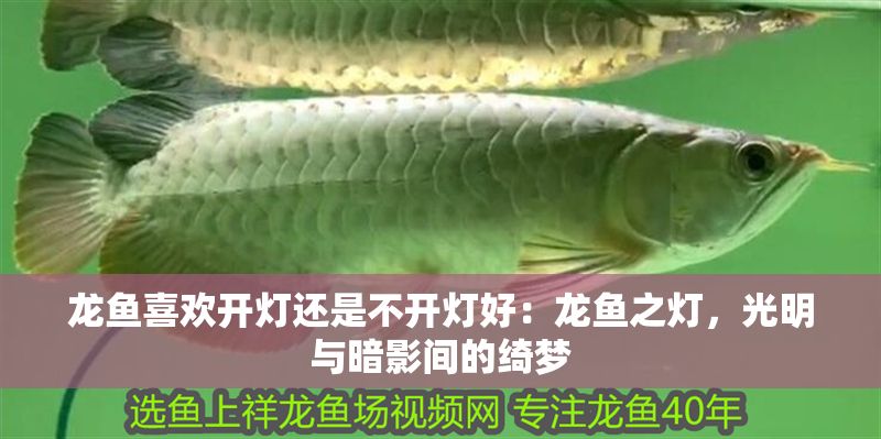 龍魚喜歡開燈還是不開燈好：龍魚之燈，光明與暗影間的綺夢