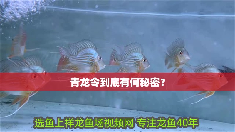 青龍令到底有何秘密？