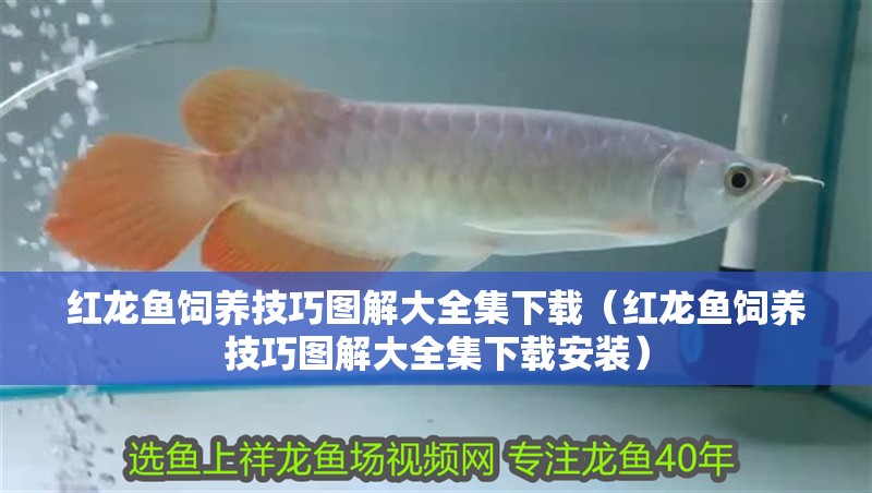 紅龍魚飼養技巧圖解大全集下載（紅龍魚飼養技巧圖解大全集下載安裝）
