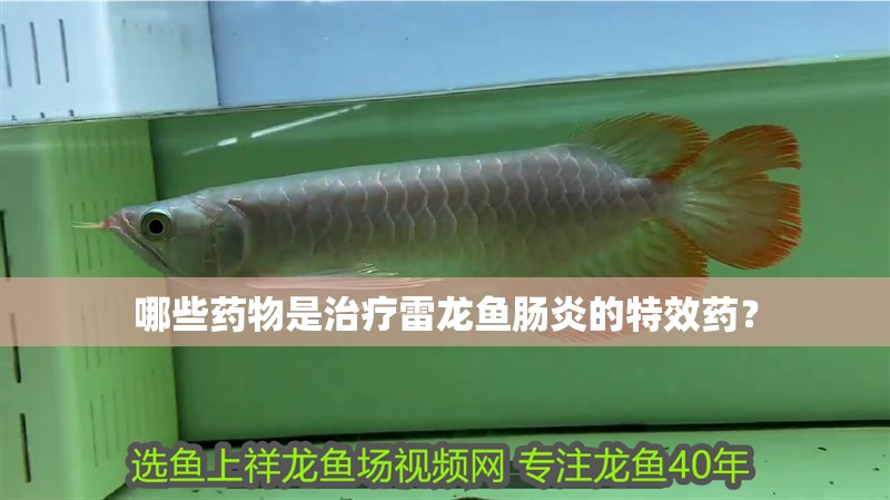 哪些藥物是治療雷龍魚腸炎的特效藥？