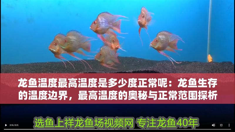 龍魚溫度最高溫度是多少度正常呢：龍魚生存的溫度邊界，最高溫度的奧秘與正常范圍探析