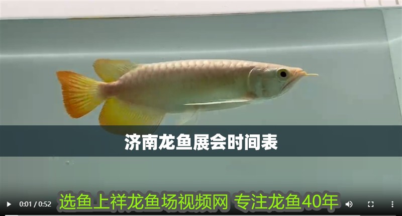 濟南龍魚展會時間表