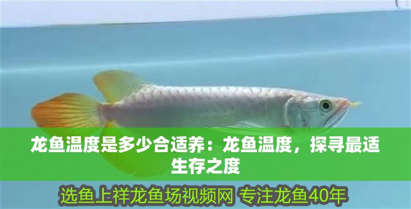 龍魚溫度是多少合適養：龍魚溫度，探尋最適生存之度