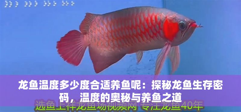 龍魚溫度多少度合適養魚呢：探秘龍魚生存密碼，溫度的奧秘與養魚之道