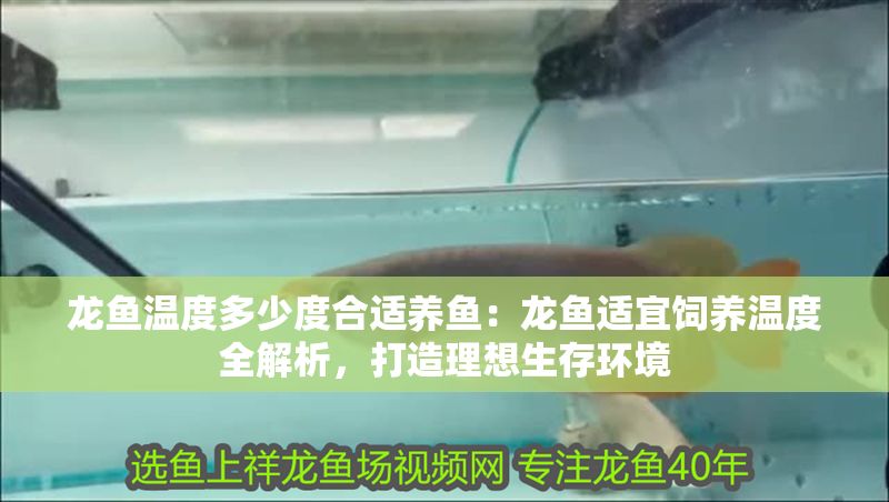 龍魚溫度多少度合適養魚：龍魚適宜飼養溫度全解析，打造理想生存環境