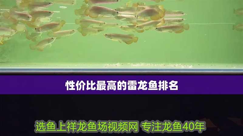 性價比最高的雷龍魚排名