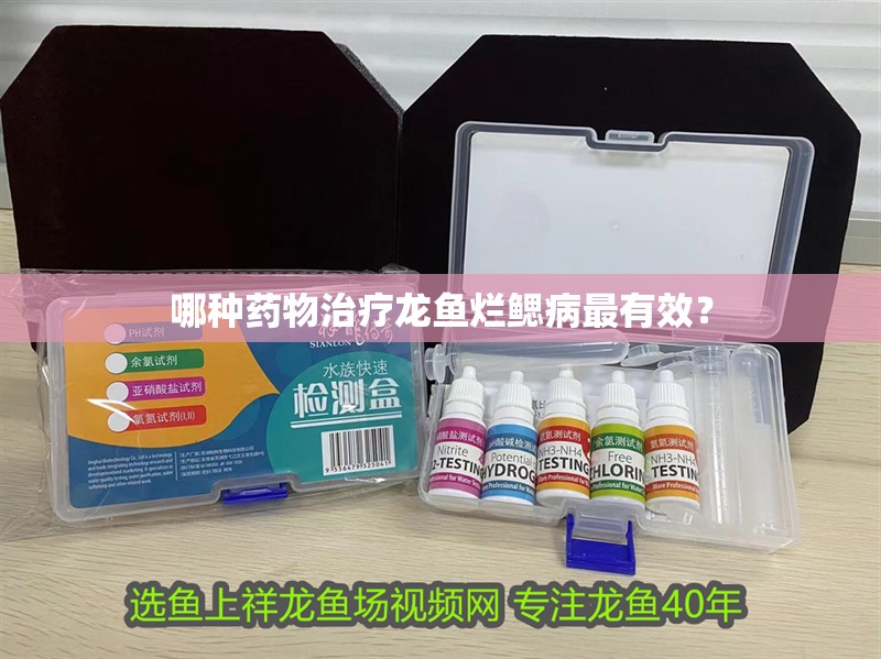 哪種藥物治療龍魚爛鰓病最有效？