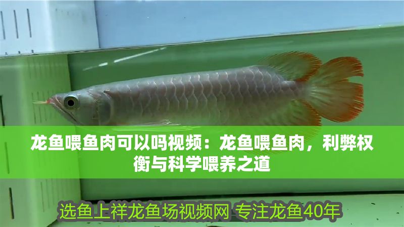 龍魚喂魚肉可以嗎視頻：龍魚喂魚肉，利弊權衡與科學喂養之道