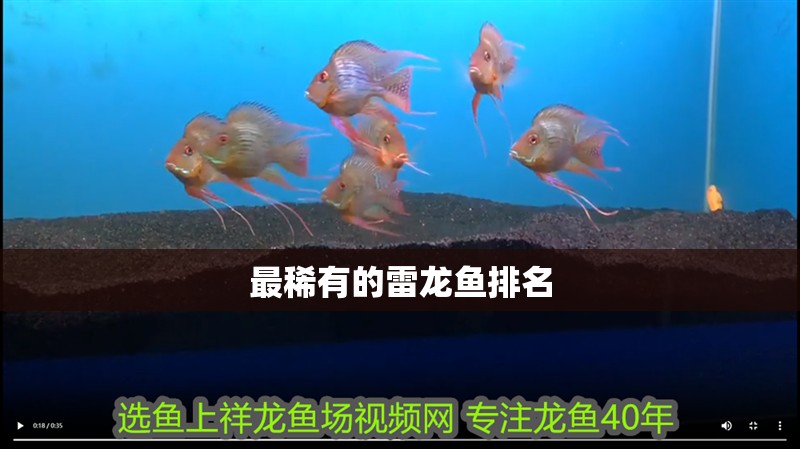 最稀有的雷龍魚排名
