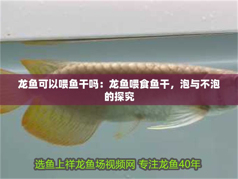 龍魚可以喂魚干嗎：龍魚喂食魚干，泡與不泡的探究