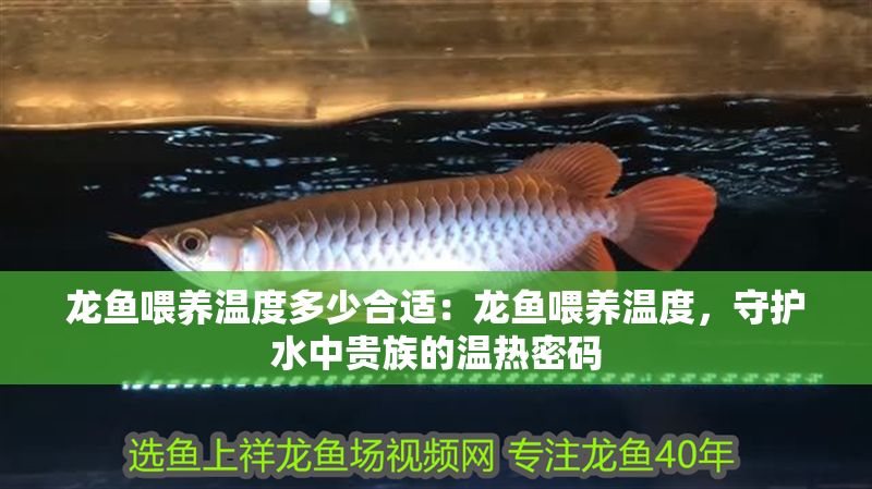 龍魚喂養(yǎng)溫度多少合適：龍魚喂養(yǎng)溫度，守護(hù)水中貴族的溫?zé)崦艽a
